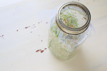 Newly home sprouted red clover sprouts.