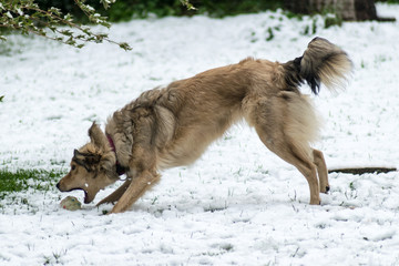 Dog Winter