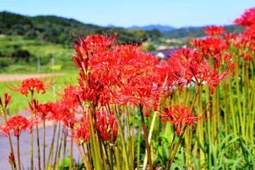 両合棚田の彼岸花