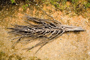 The dry branch of the oil palm is similar to the skeleton of a fish.