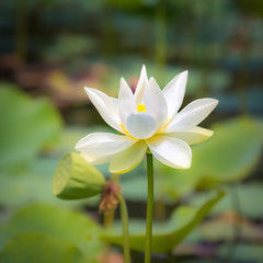 Closeup lotus flower