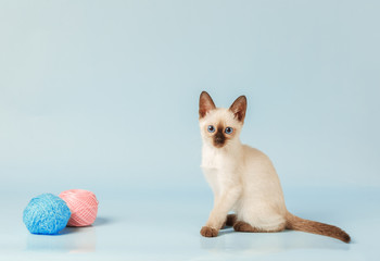 Siamese kitten sitting next to balls of yarn. © Yuriy Afonkin