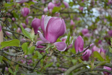 Rosa Magnolien Blüten auf dem Baum  ( Magnoliaceae ) im Detail