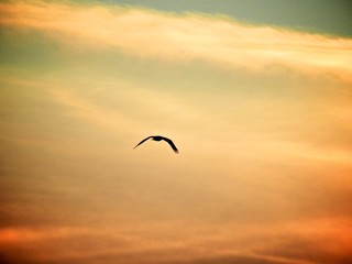 Birds in flight