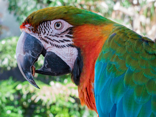 Profile of a Colorful Macaw