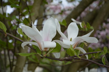 Zwei weiße Magnolien Blüten  ( Magnoliaceae )