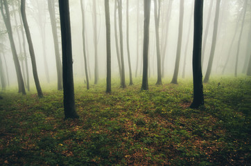 forest in mist with green plants