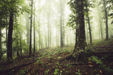 green woods with trees in fog