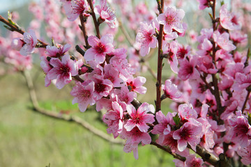 Fototapeta na wymiar Closeup of beautiful blooming peach tree