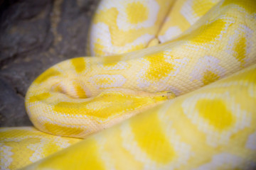 Fototapeta premium Close-up detail of an albino ball python coiled up asleep, Thailand. Animals and travel concept.