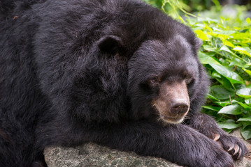 Close-up detail of an Asian black bear (Ursus thibetanus) sitting on a rock, with plants in the background. Travel and wildlife concept.