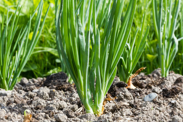 Obraz premium Onion is growing