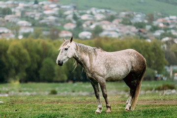 Obraz premium Horse Grazing On Green Mountain Slope In Spring In Mountains
