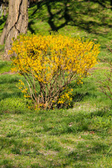 Yellow forsythia bush in a park