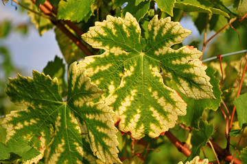 Yellow, orange and red autumn leaves, Germany