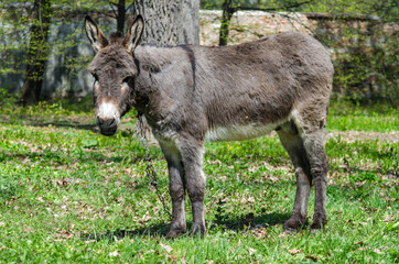 Naklejka na ściany i meble A gray donkey is tied up in a park on the grass