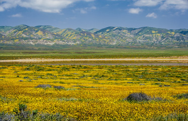 Fototapeta premium Wildflowers with mountains