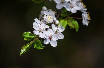 Obraz na płótnie Canvas Branch of blossoming apple in spring