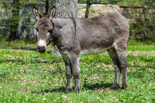A gray donkey is tied up in a park on the grass