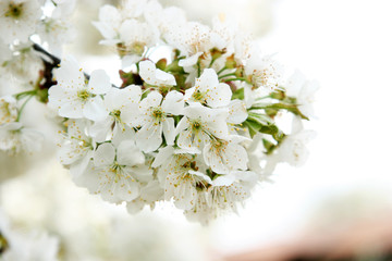 Cherry blossom branch in early spring