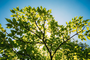 Obraz premium Spring Canopy Of Tall Trees Woods. Sunlight In Tropical Forest, 