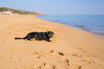 Dog alone on smooth wet beach sand looking out to sea