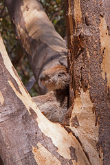 Koala in einer Astgabel