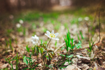The first spring flowers are snowdrops in the forest. Photo of close-up of white snowdrop