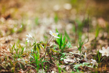 The first spring flowers are snowdrops in the forest. Photo of close-up of white snowdrop