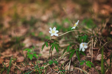 The first spring flowers are snowdrops in the forest. Photo of close-up of white snowdrop