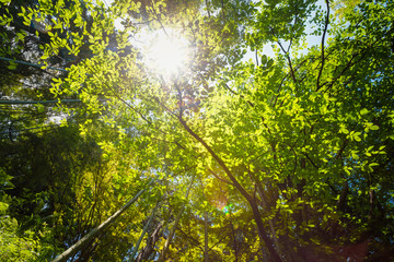 Spring Sun Shining Through Canopy Of Tall Trees. Sunlight In Tropical