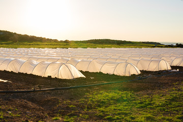 greenhouses in country garden in spring
