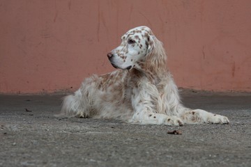 Bright spotty english setter, white dog laying on brown background