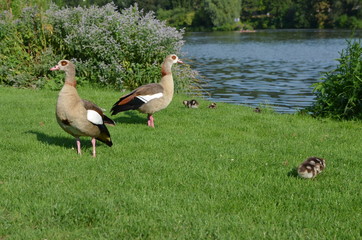 ducks