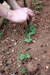 Working in a green pea sustainable cultivation in countryside