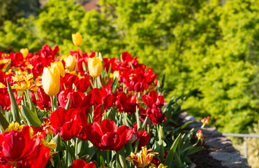 Obraz premium The Botanic Gardens of Trauttmansdorff Castle, Merano, south tyrol, Italy,