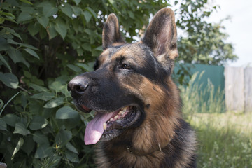Dog german shepherd in village