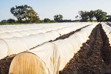 greenhouses in country garden in spring
