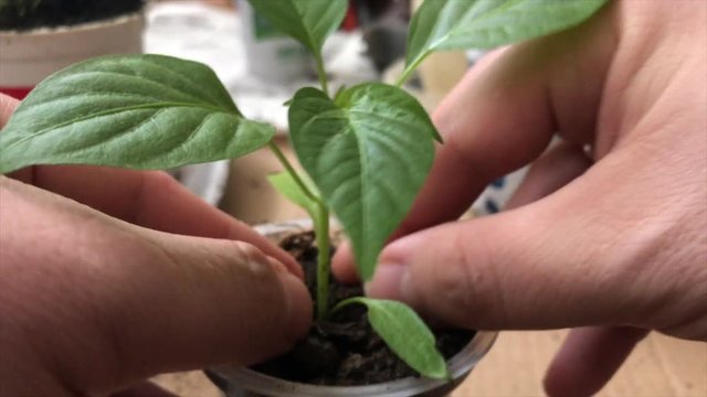 Growing seedlings for the garden. Seedlings grow in plastic glasses in the house. The man compacts the soil near the stem of the plants. Video shot on the iPhone 7 Plus.