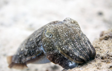 cuttlefish on a sea bottom