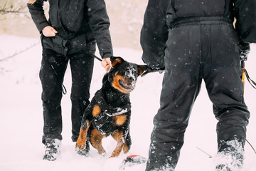Training Of Rottweiler Metzgerhund Adult Dog. Attack And Defence