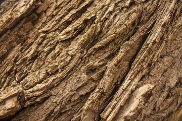 Close up of rough tree bark