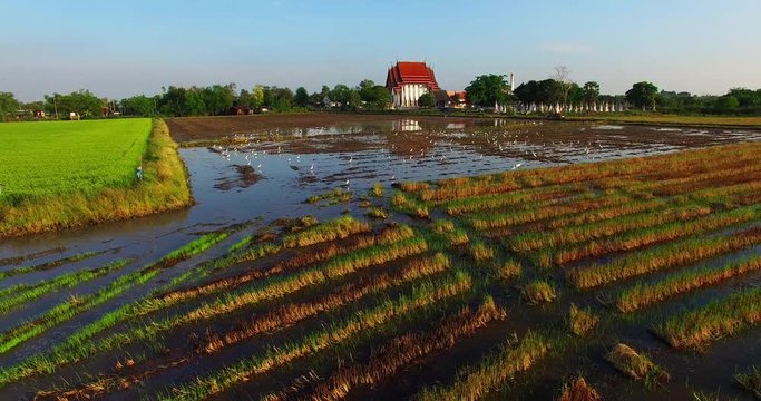 The farmer use tractor prepares the ground for planting rice. rice fields around the temple there have many kine of birds find food in the plow.