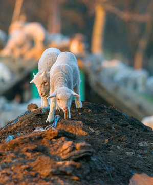 cute lambs running at farm in spring