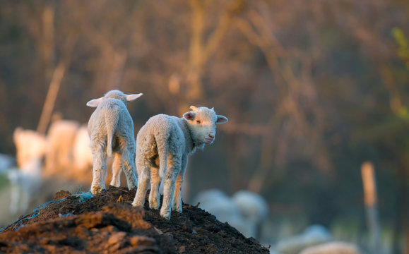cute lambs running at farm in spring