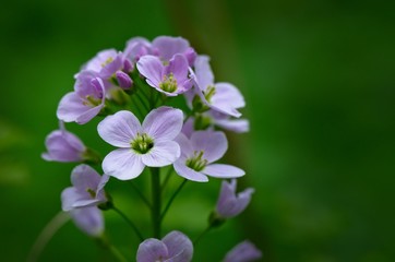 Fototapeta premium Blumen