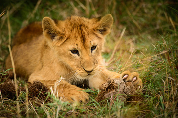Fototapeta na wymiar Wild lion cub shows claws