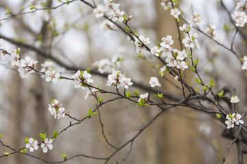 Tree with white flowers