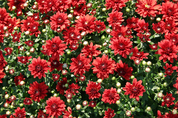 Red Mums