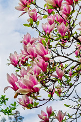 branches of pink magnolia on the sky background